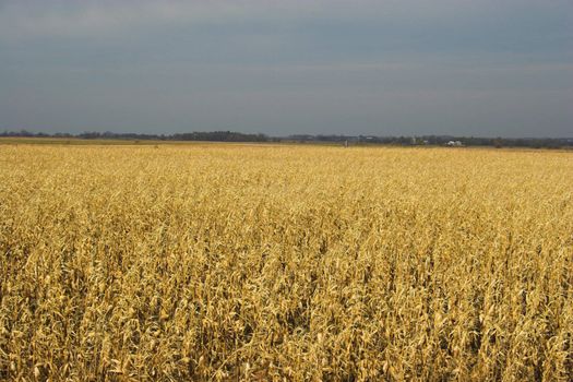 Countryside surrounded by colorful fields and meadows