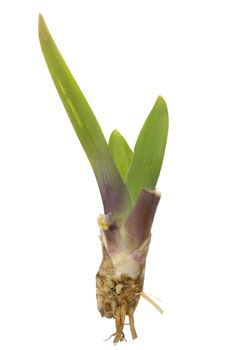 leaves, rhizomes and roots of ornamental iris isolated on white