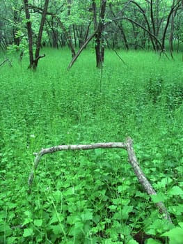 Dense understory vegetation covers the forest floor at Blackhawk Springs Forest Preserve in Illinois.