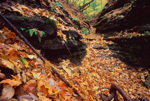 Beautifully colored fall leaves fill a canyon at Kishwaukee Gorge Forest Preserve in northern Illinois.