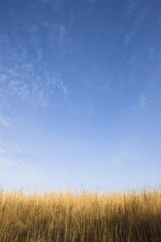 Countryside surrounded by colorful fields and meadows