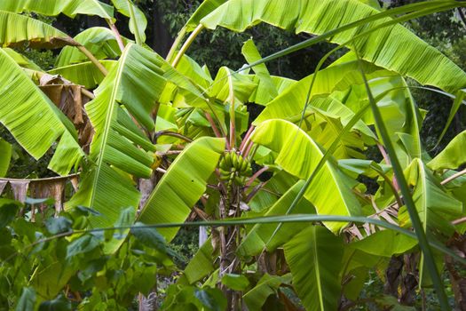 Wild banana tree in tropical jungles of Caribbean
