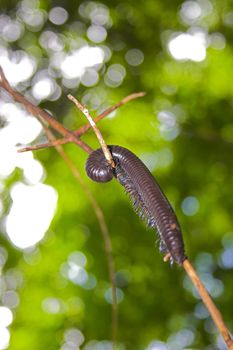 Giant millipede in the tropical jungle at Caribbean island 