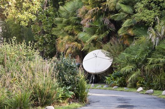 Big dish in vegetation