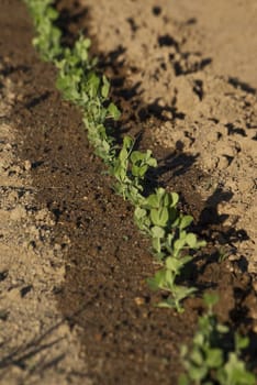 Young bean shots in a garden after watering