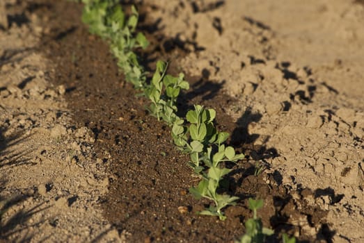 Young bean shots in a garden after watering