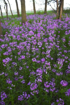 Pink spring wild flowers in the forest understory