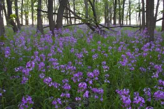 Pink spring wild flowers in the forest understory