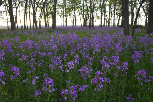 Pink spring wild flowers in the forest understory