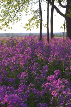 Pink spring wild flowers in the forest understory