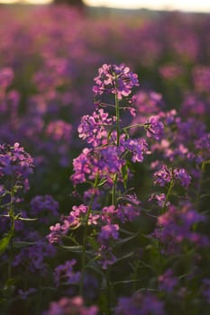 Macro with pink spring wild flowers in the forest understory