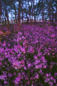 Abstracts, blurs and zooms with pink spring wild flowers in the forest understory