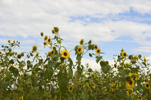 Sunny prairie meadows blooming with black-eyed Suzy flowers