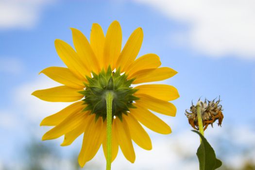 Sunny prairie meadows blooming with black-eyed Suzy flowers