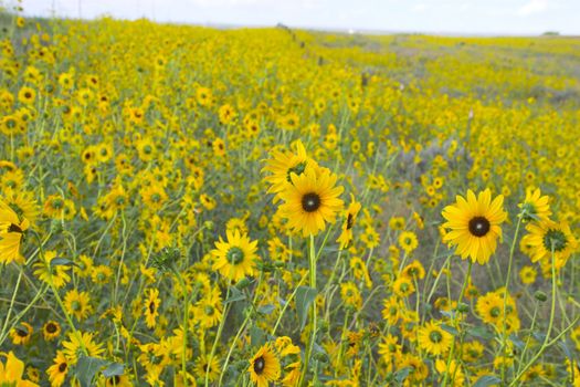 Sunny prairie meadows blooming with black-eyed Suzy flowers