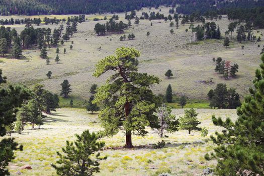 Yellow and sunny green colors of the mountains prairies forests in Cordeliers during late summer early fall