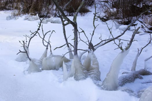 Brunches of the young trees iced up near the lake in winter