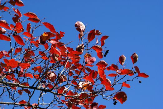 Red leaves and black berries of a small Aronia tree in autumn against the blue sky.