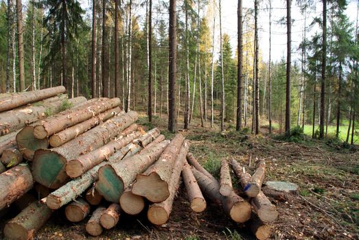 Spruce Timber piled up in forest after felling, ready for transport. Photographed in Salo, Finland.