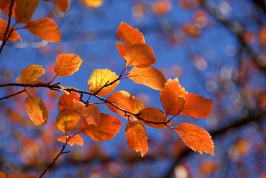 Bright leaves of autumn in tints of yellow, orange and red against the blue sky. Soft focus, suitable for a background.