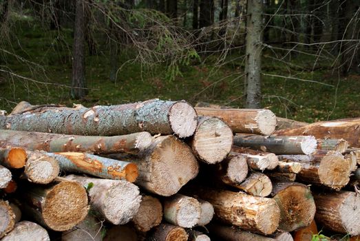 Detail of dry firewood stacked in forest near harvesting site. Photographed in Salo, Finland