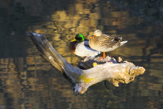 Family of ducks sitting on the log in calm lake with reflections