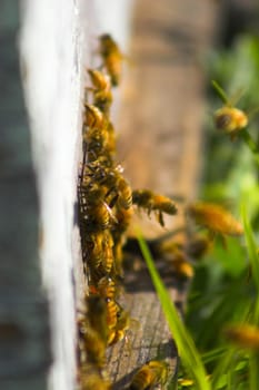 Old beehive with bees flying around it