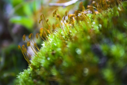 Extreme close up of the moss with seedlings