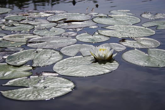 Scenic view of the pond with wild water lily in Boundary Water Canoe Wilderness