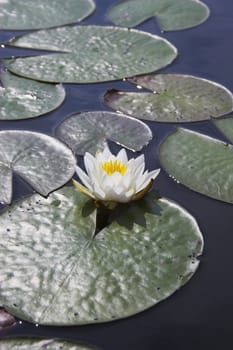 Scenic view of the pond with wild water lily in Boundary Water Canoe Wilderness