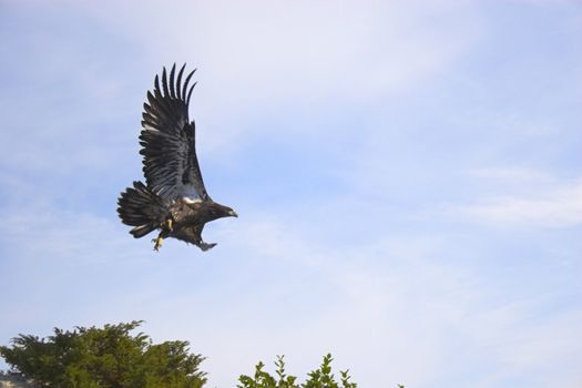 Eagle in the sky at the Boundary Water Canoe Wilderness, Minnesota
