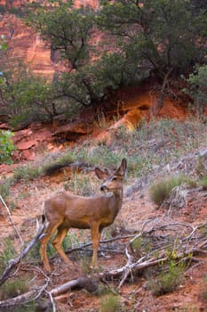 Wild deer grazing in the mountains of Zion