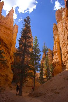 Famous pine trees in rare rock formations of Bryce Canyon National park