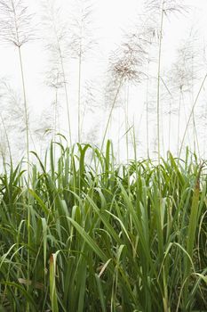 Corn plants in field in Australia