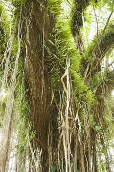 Large tree covered with vines and green leafy air plants.