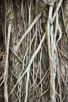 Gnarly textured tree in Australia