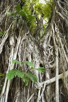 Gnarly textured tree in Australia