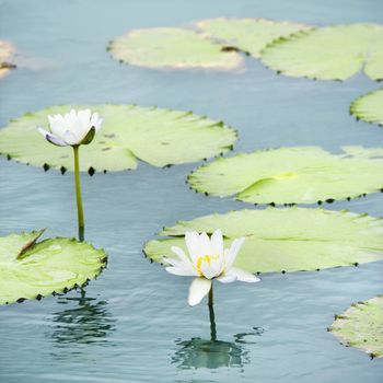 Water lilies floating in water with white blossoms.