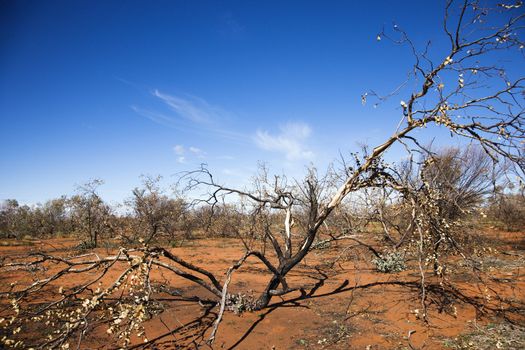 Tree growing in red dirt in rural Australian outback.