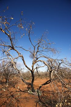 Tree growing in red dirt in rural Australian outback.