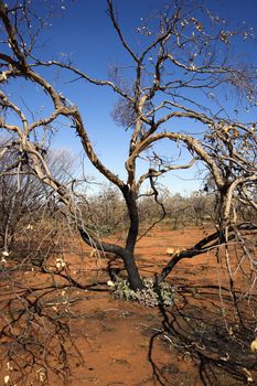 Tree growing in red dirt in rural Australian outback.