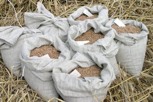 a bag with wheat crop