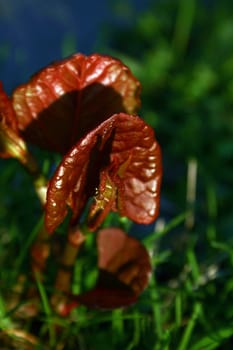 plant erupting.