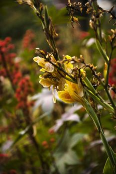 Yellow gladiolus flowers in bloom.