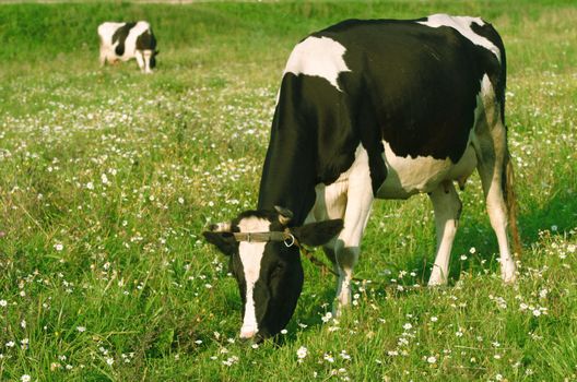Two cows grazed on a meadow