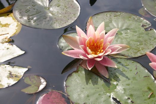 Pond with water lilies