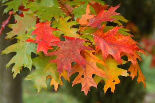 Maple branch with red, green and orange leaves
