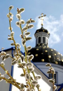 Branches of an easter willow. On a background an orthodox monastery in Grodno