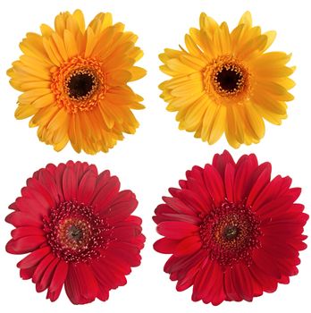 Set of red and yellow gerbera flowers isolated on white background.