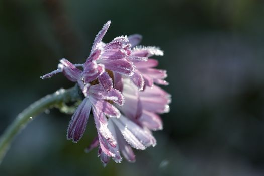 Macro view of frozen flower in the november morning. Toned image.